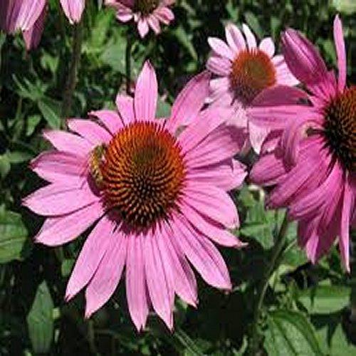 Prairie Splendor Coneflower (ECHINACEA P. PRAIRIE SPLENDOR)