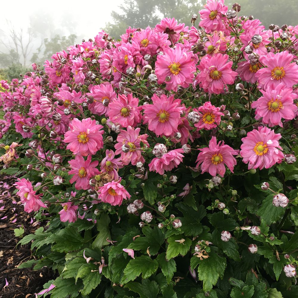 Fall In Love™ Japanese Anemone (ANEMONE FALL IN LOVE SWEETLY)