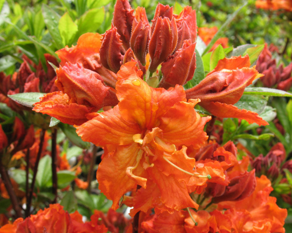 Gibraltar Azalea (AZALEA EX. GIBRALTAR)