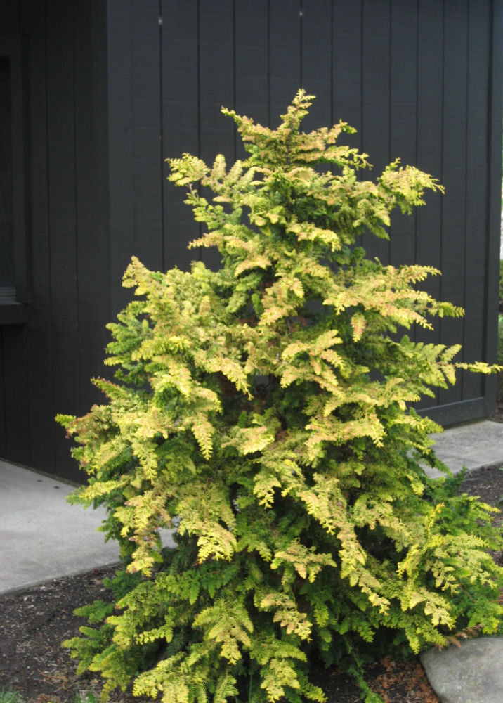 Fernspray Gold False Cypress (CHAM. OBTUSA FERNSPRAY GOLD)