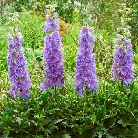 Delgenius™ 'Shelby' larkspur (DELPHINIUM DEL SHELBY)