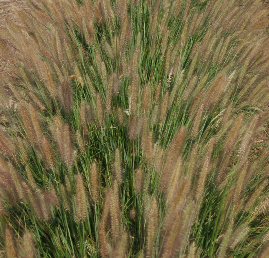 Jambalaya Fountain Grass (GRASS - PE. AL. JAMBALAYA)