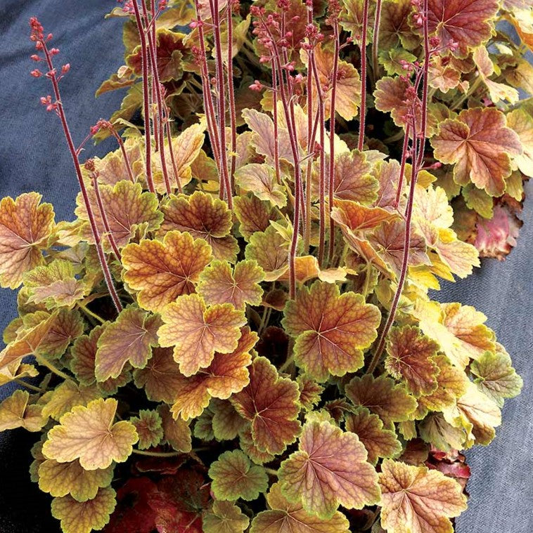 Northern Exposure™ Sienna Coral Bells (HEUCHERA NORTHERN EXP. SIENNA)