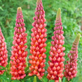 Westcountry™ Terracotta Lupine (LUPINUS WESTCOUNTRY TERRACOTTA)