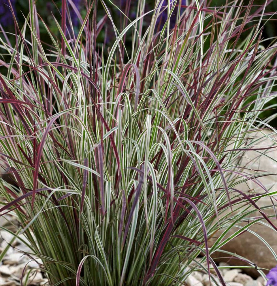 Chameleon Little Bluestem (GRASS - SCHIZACHYRIUM CHAMELEON)