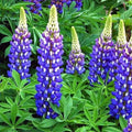 The Governor Lupine (LUPINUS P. THE GOVERNOR)