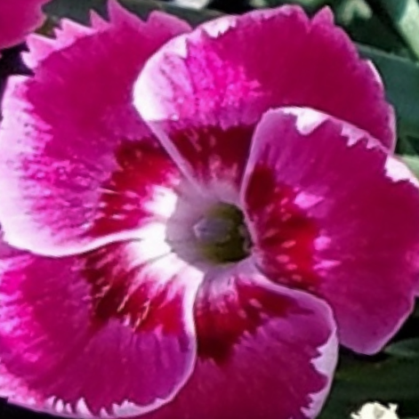 EverBloom™ 'Strawberry Tart' Pinks (DIANTHUS EVERBLOOM STRAWBERRY TART)