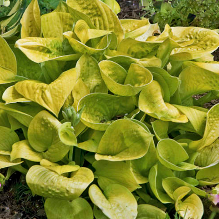 Maui Buttercups Hosta (HOSTA MAUI BUTTERCUPS)