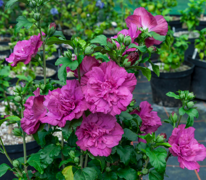 Magenta Chiffon® Rose of Sharon (HIBISCUS S. MAGENTA  CHIFFON)