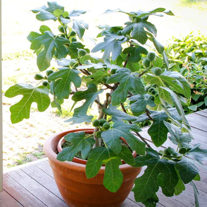 Compact Fig Tree (FICUS X. FIGNOMINAL)