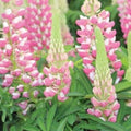 Staircase™ Lupine Rose White (LUPINUS STAIRCASE™ ROSE & WHITE)