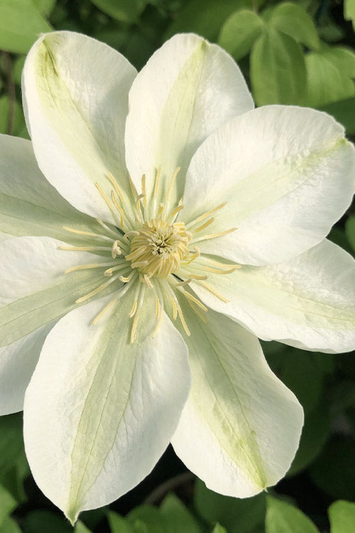 Guernsey Flute™ Clematis (CLEMATIS GUERNSEY FLUTE)
