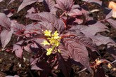 Nightglow® Bush Honeysuckle (DIERVILLA S. NIGHTGLOW)