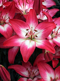 Tiny Diamond Dwarf Asiatic Lily (LILIUM ASIATIC TINY DIAMOND)
