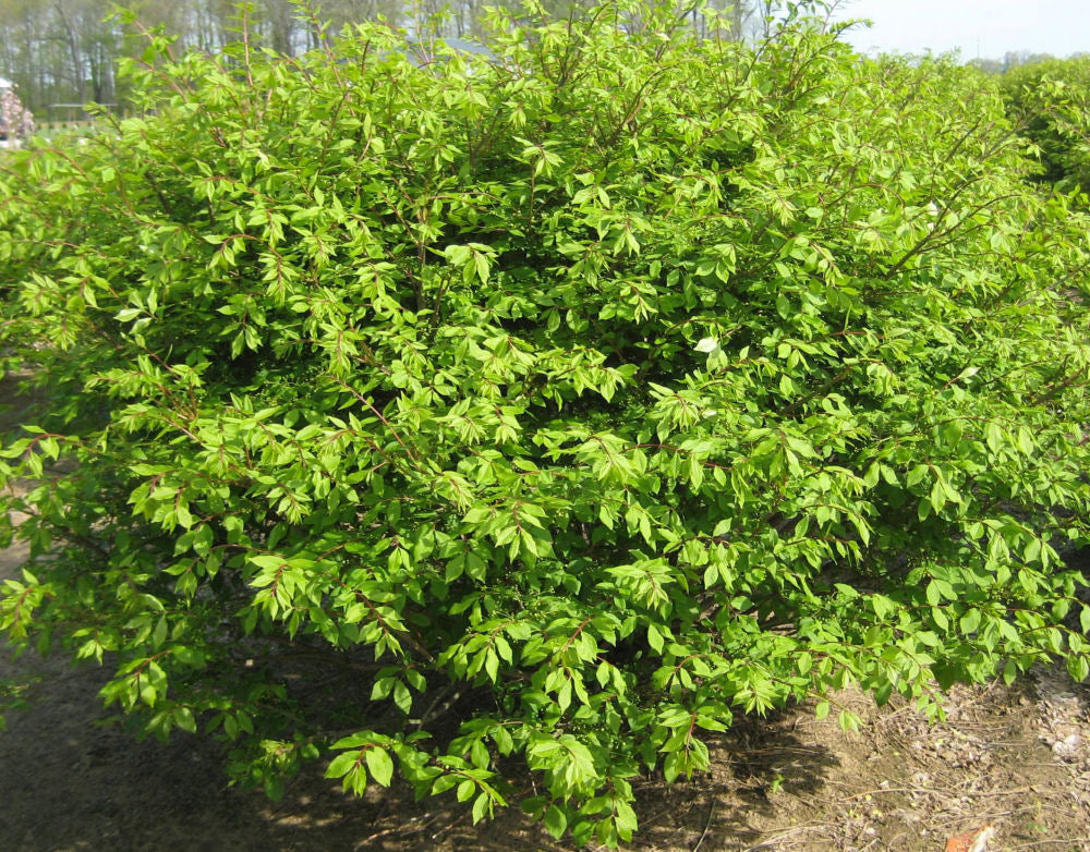 Dwarf Burning Bush (EUONYMUS ALATUS COMPACTUS)