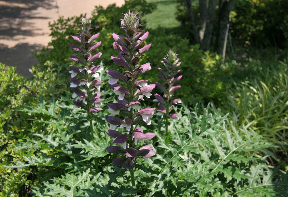 Spiny Bear’s Breeches (ACANTHUS SPINOSUS)