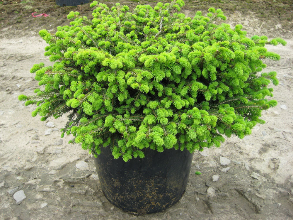 Bird's Nest Spruce (PICEA ABIES NIDIFORMIS)