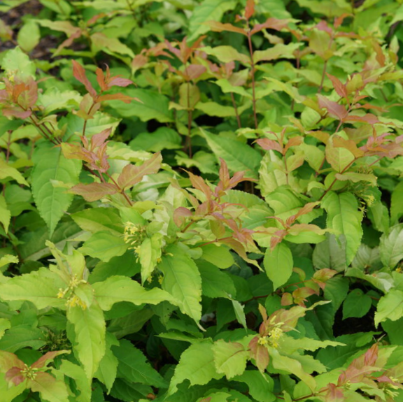 Kodiak Fresh® Honeysuckle (DIERVILLA S. KODIAK FRESH)