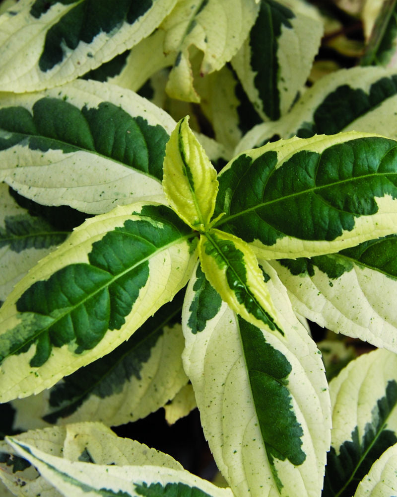 Cool Splash® Dwarf Bush Honeysuckle (DIERVILLA COOL SPLASH)