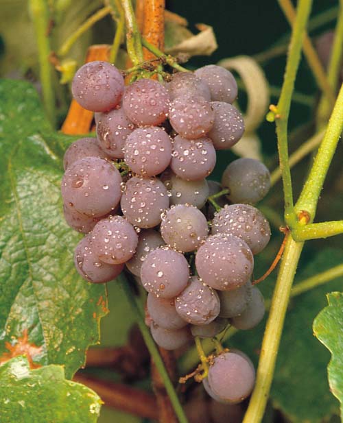 Canadice Grape (VITIS CANADICE)