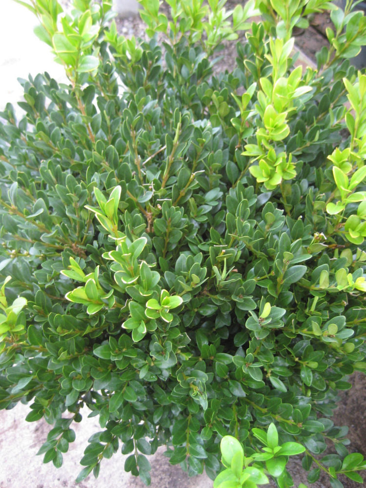 Green Velvet Boxwood (BUXUS M. GREEN VELVET)