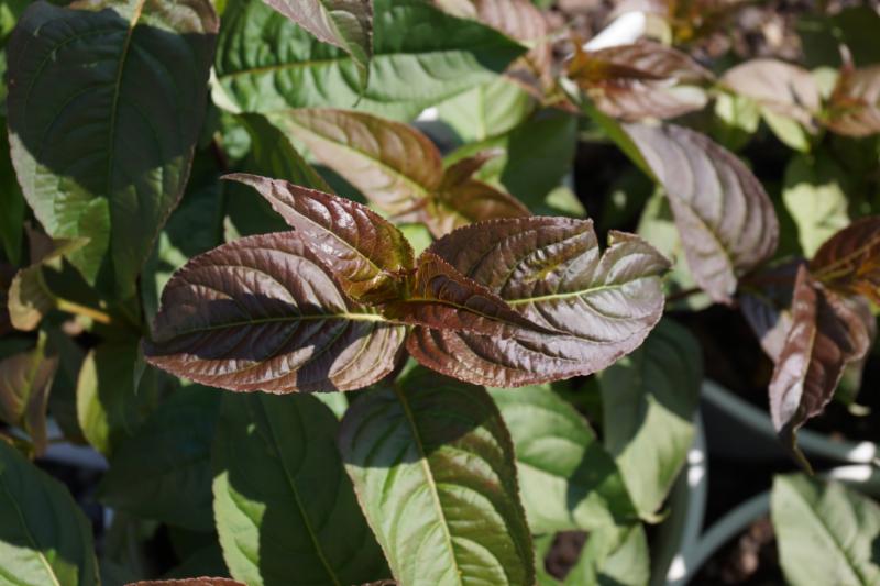 Kodiak® Black Diervilla (DIERVILLA S. KODIAK® BLACK)