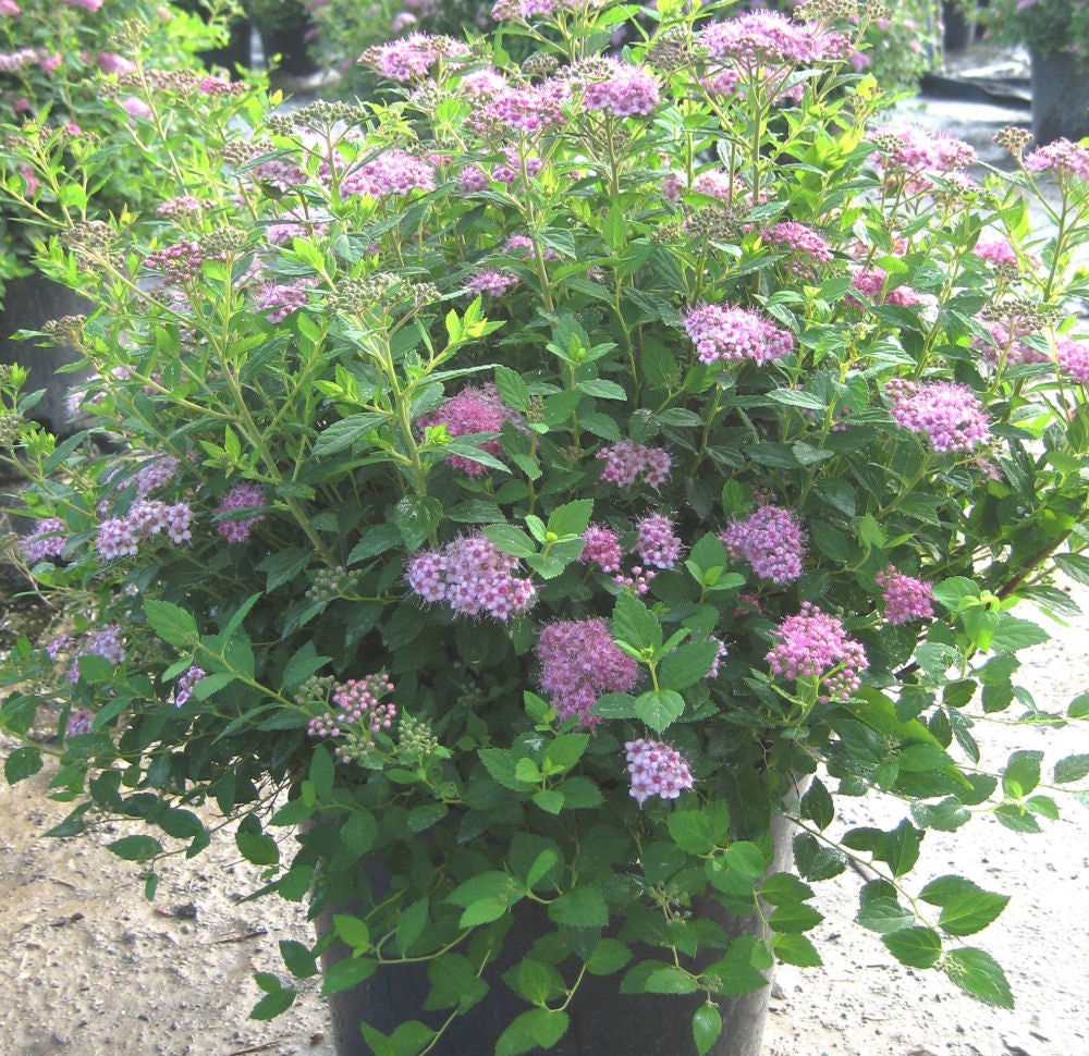 Little Princess Spiraea (SPIRAEA JAP. LITTLE PRINCESS)