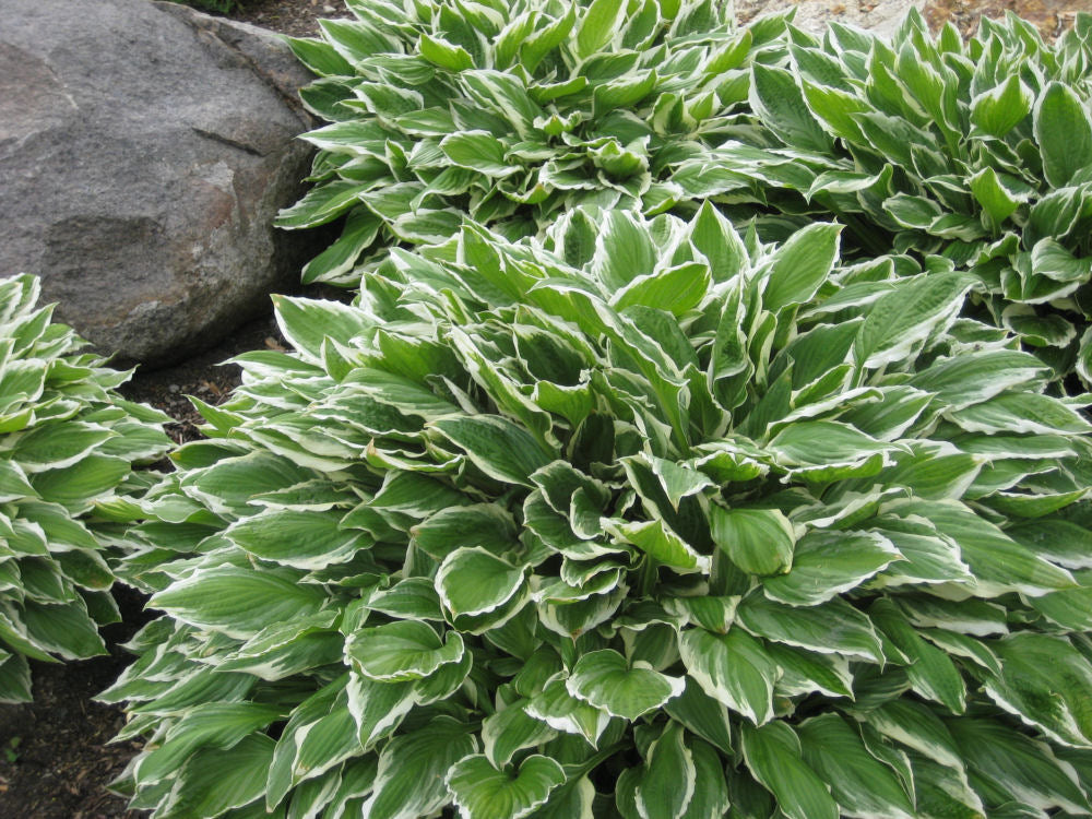 Francee Plantain Lily (HOSTA FRANCEE)