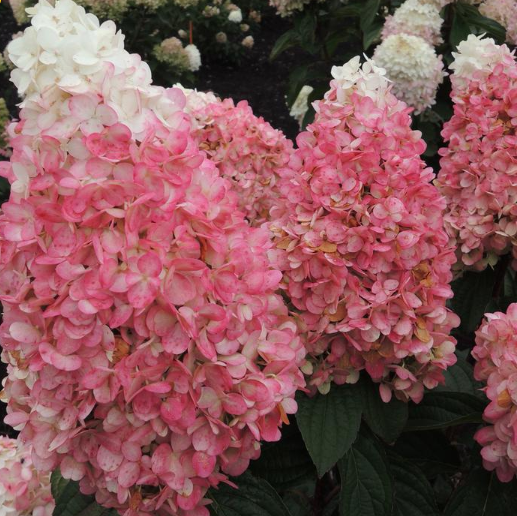 Magical® Ruby Snow Hydrangea  (HYDRANGEA P  RUBY SNOW)