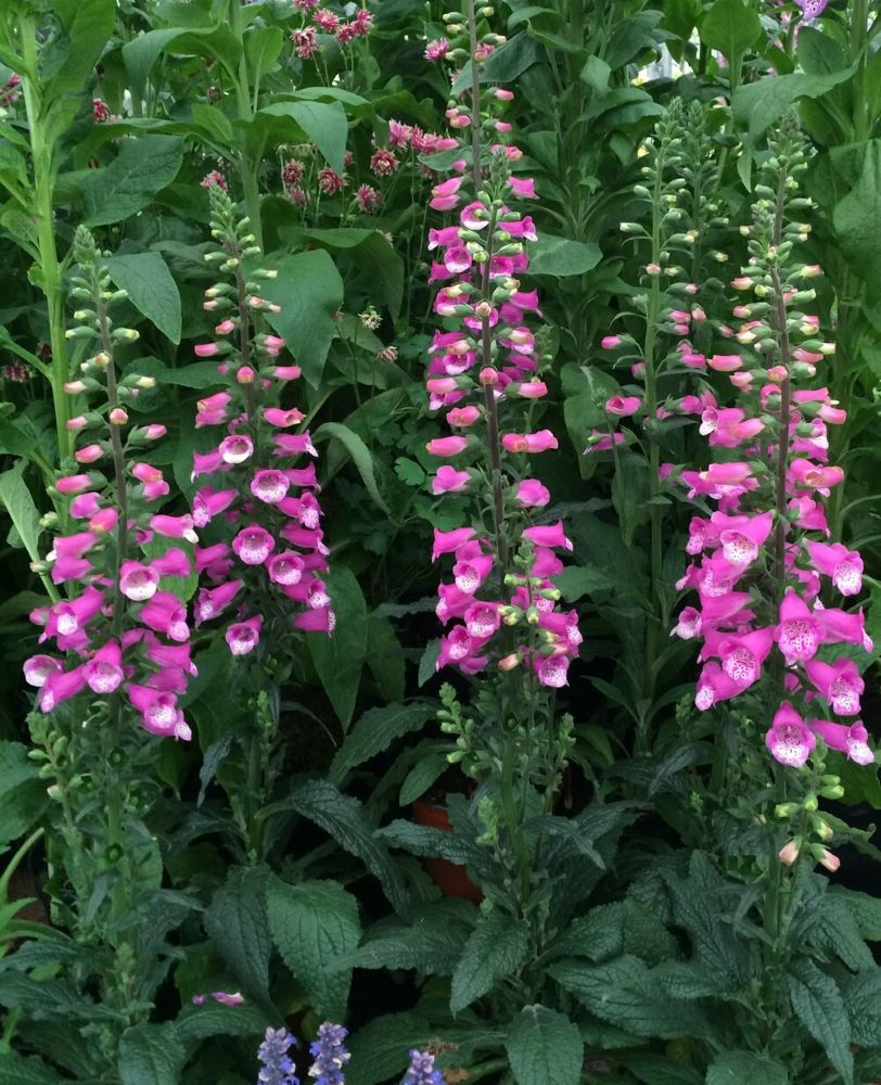 Lucas Foxglove (DIGITALIS LUCAS PINK)