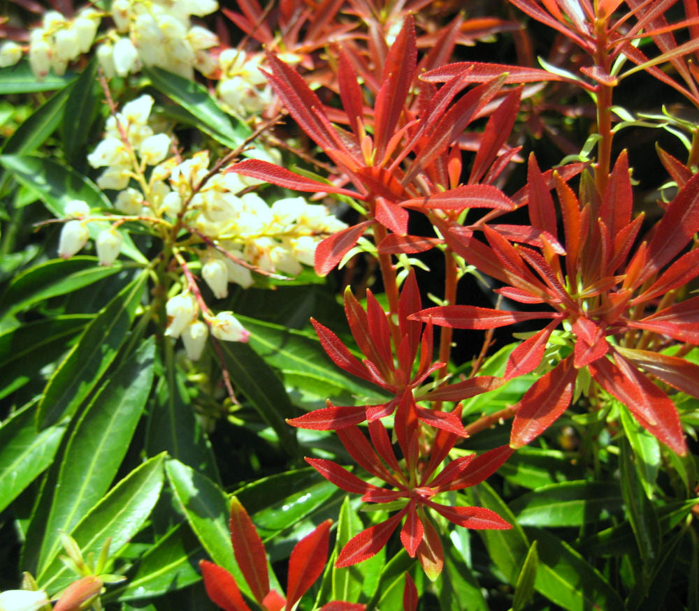 Mountain Fire Andromeda (PIERIS JAP. MOUNTAIN FIRE)