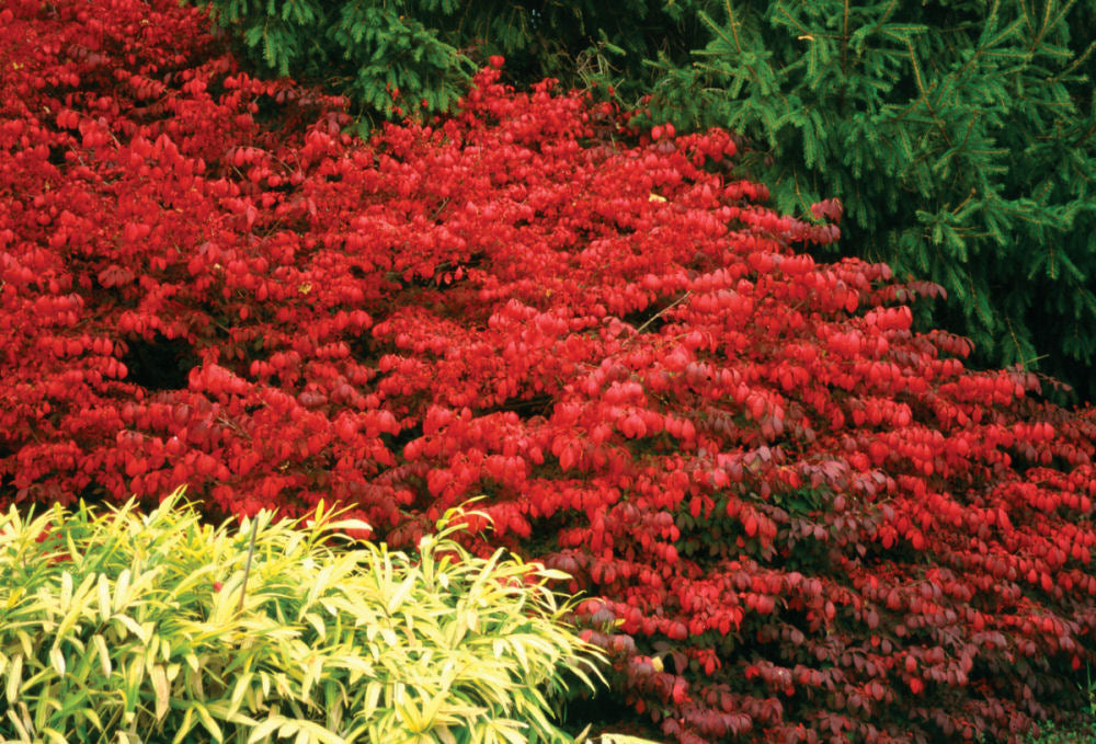 Fire Ball® Burning Bush (EUONYMUS ALATUS FIRE BALL)