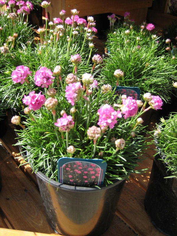 Splendens Sea Thrift (ARMERIA MARITIMA SPLENDENS)