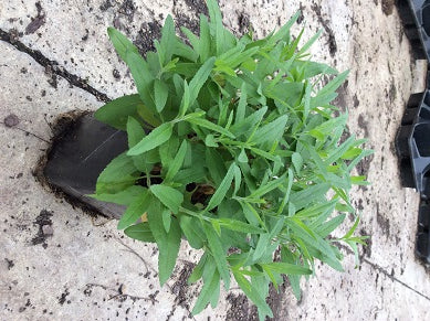 Pink Moody Blues Speedwell (VERONICA PINK MOODY BLUES)