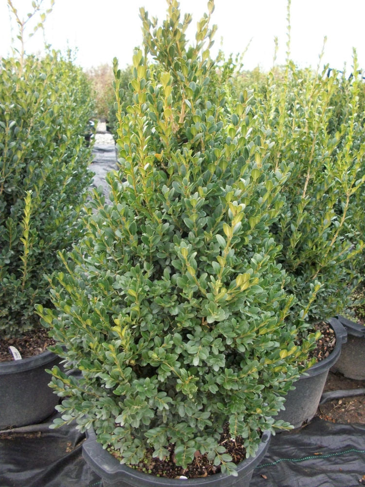 Green Mountain Boxwood (BUXUS M. GREEN MOUNTAIN)