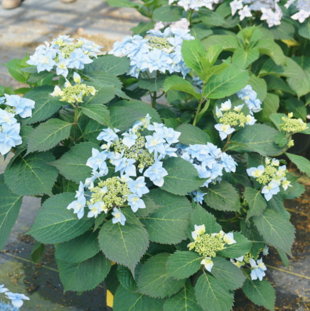 Tuff Stuff Ah-Ha® Reblooming Mountain Hydrangea (HYDRANGEA S TUFF STUFF AH-HA)