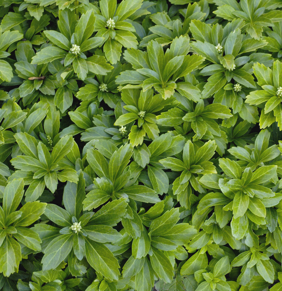 Japanese Spurge (PACHYSANDRA TERMINALIS)