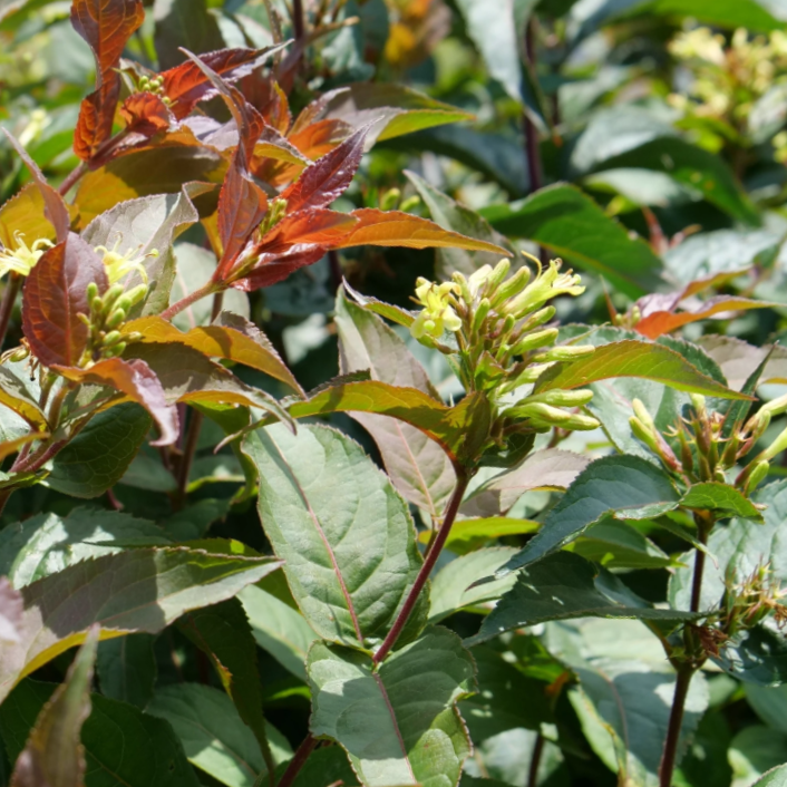 Ru-Bee Wren® Mountain Bush Honeysuckle (DIERVILLA LONICERA RU-BEE WREN)