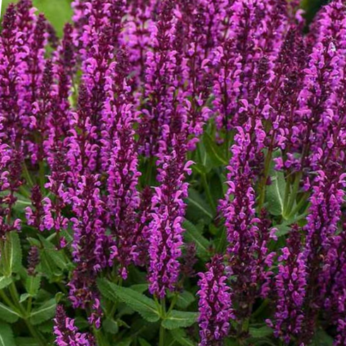 Bumbleberry Garden Sage (SALVIA BUMBLEBERRY)