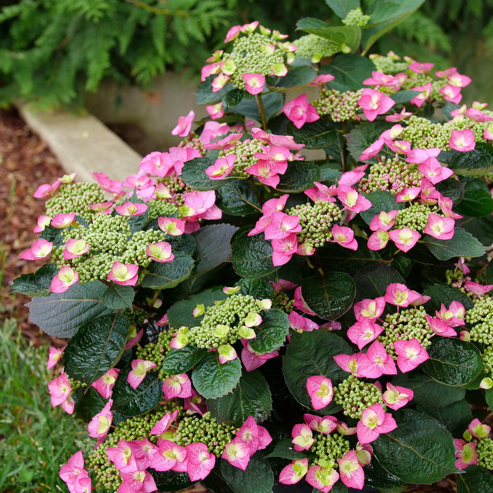 Tuff Stuff Top Fun® Reblooming Mountain Hydrangea (HYDRANGEA S TUFF STUFF TOP FUN)
