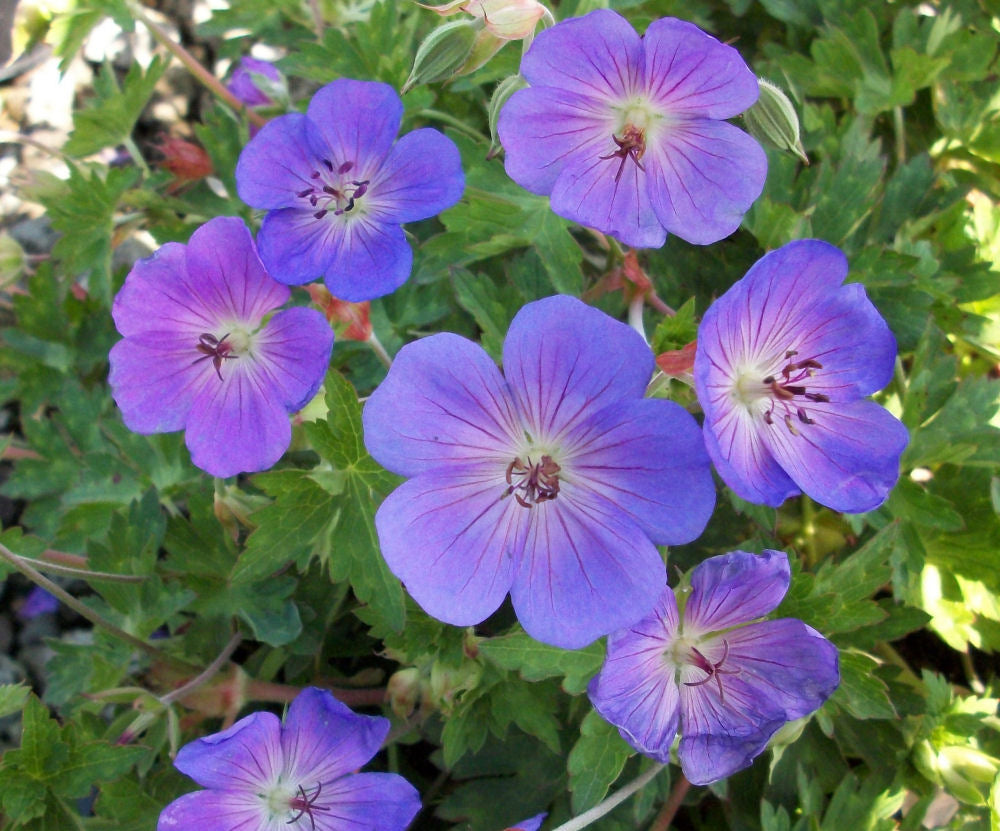 Rozanne™ Cranebill (GERANIUM ROZANNE)