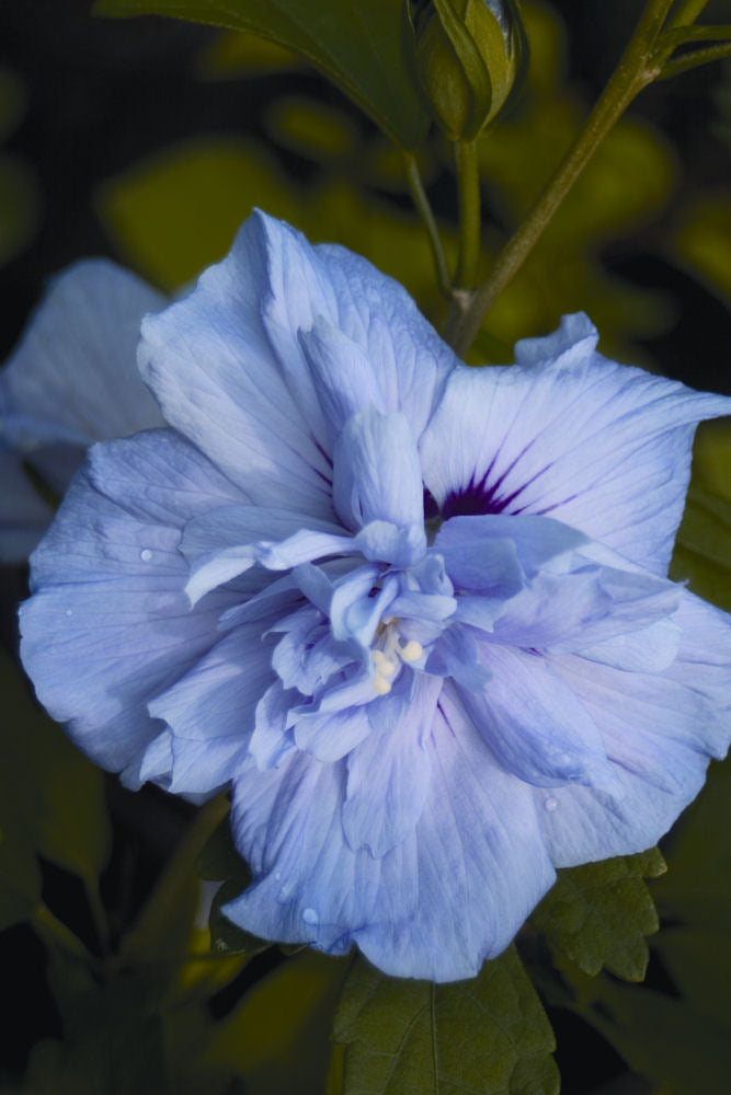Blue Chiffon® Rose of Sharon (HIBISCUS S. BLUE CHIFFON)