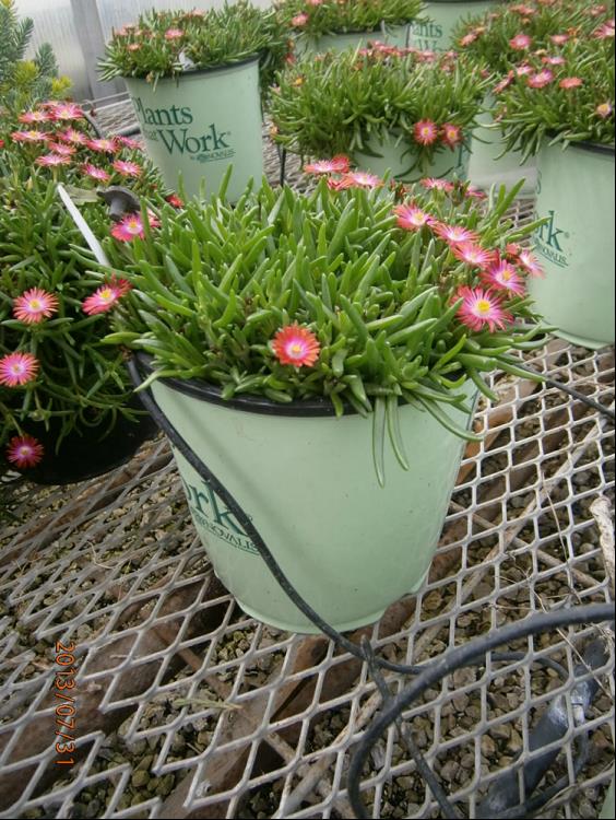 Fire Spinner® Ice Plant (N&C DELOSPERMA FIRE SPINNER)