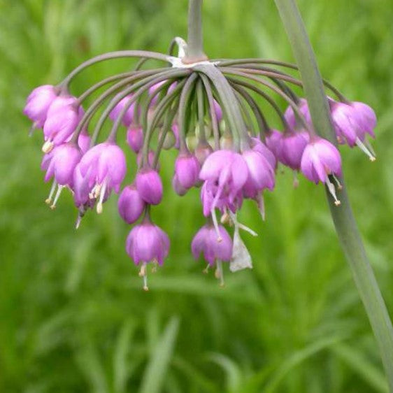 Nodding Onion (ALLIUM CERNUUM)