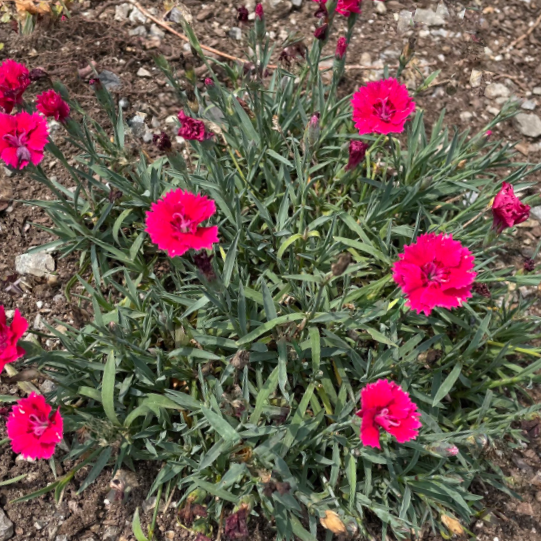 Dianthus Pinks (DIANTHUS EVERBLOOM RED DELICIOUS)
