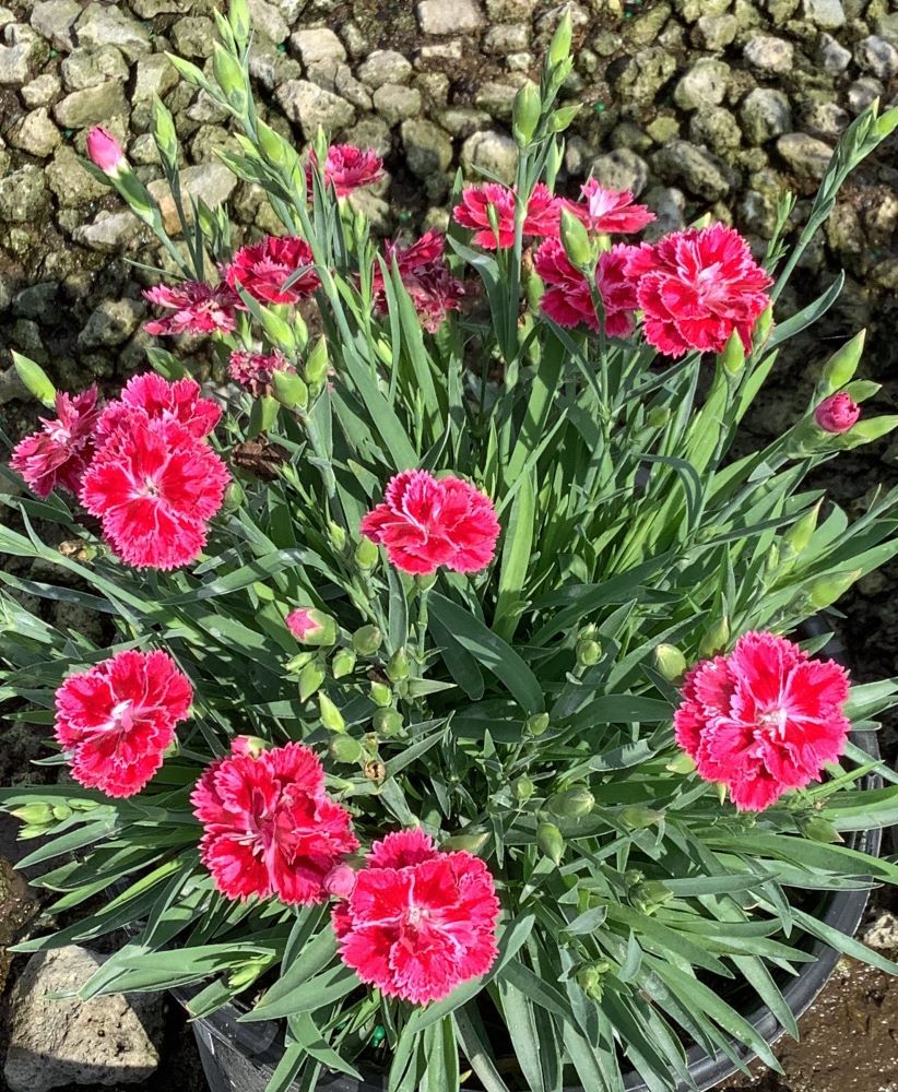 Dianthus Magenta Bicolor Pinks (DIANTHUS DELILAH MAGENTA BICOLOR)