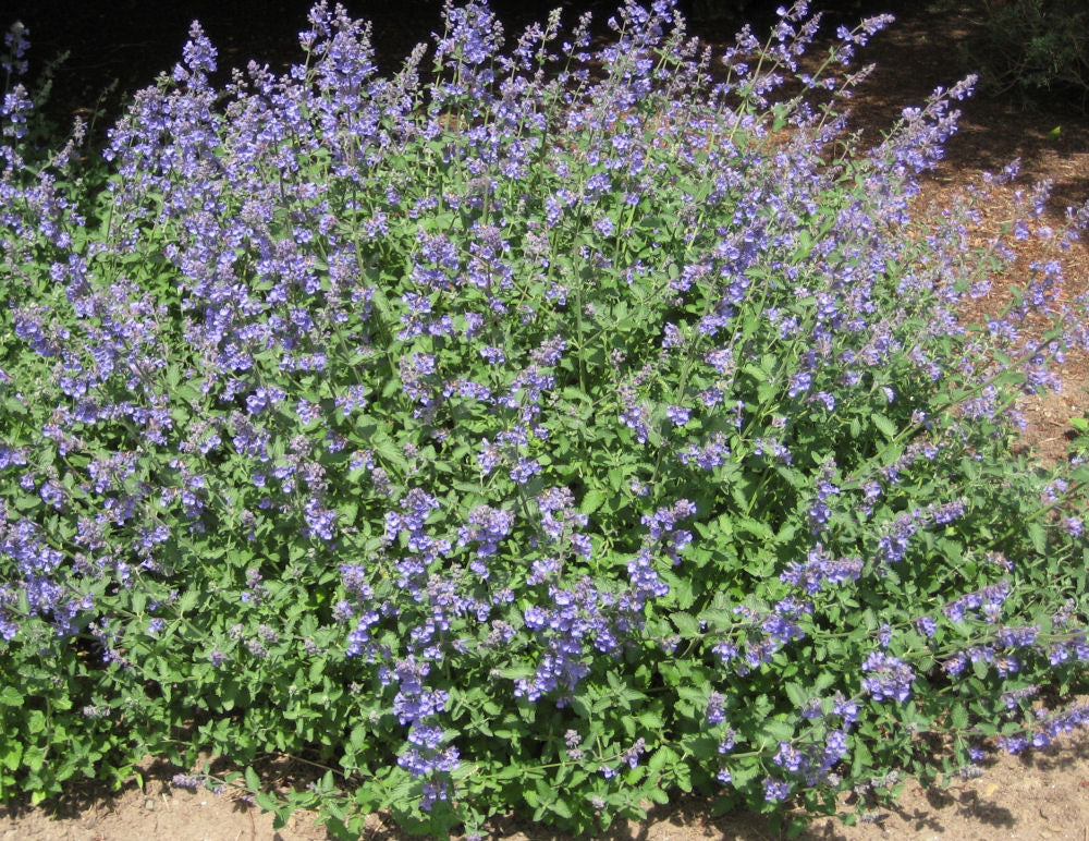 Walker's Low Catmint (NEPETA X WALKERS LOW)