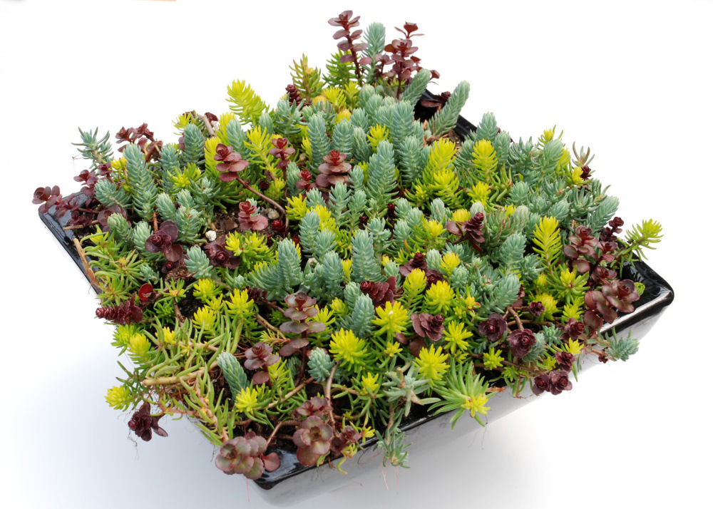 Flaming Carpet Stonecrop (SEDUM FLAMING CARPET)