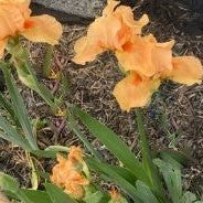 Iris 'Many Mahalos' (IRIS GERMANICA MANY MAHALOS)