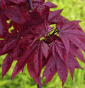 Twombly’s Red Sentinel Maple (Acer palmatum 'Twomblys Red Sentinel') - 3 gallon 30"